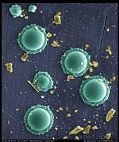 Pseudocolored SEM image
of alteration products generated on the surface of simulated
nuclear waste glass during Vapor Hydration Test